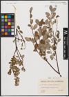 Foto von Salix aurita L. x Salix repens L.